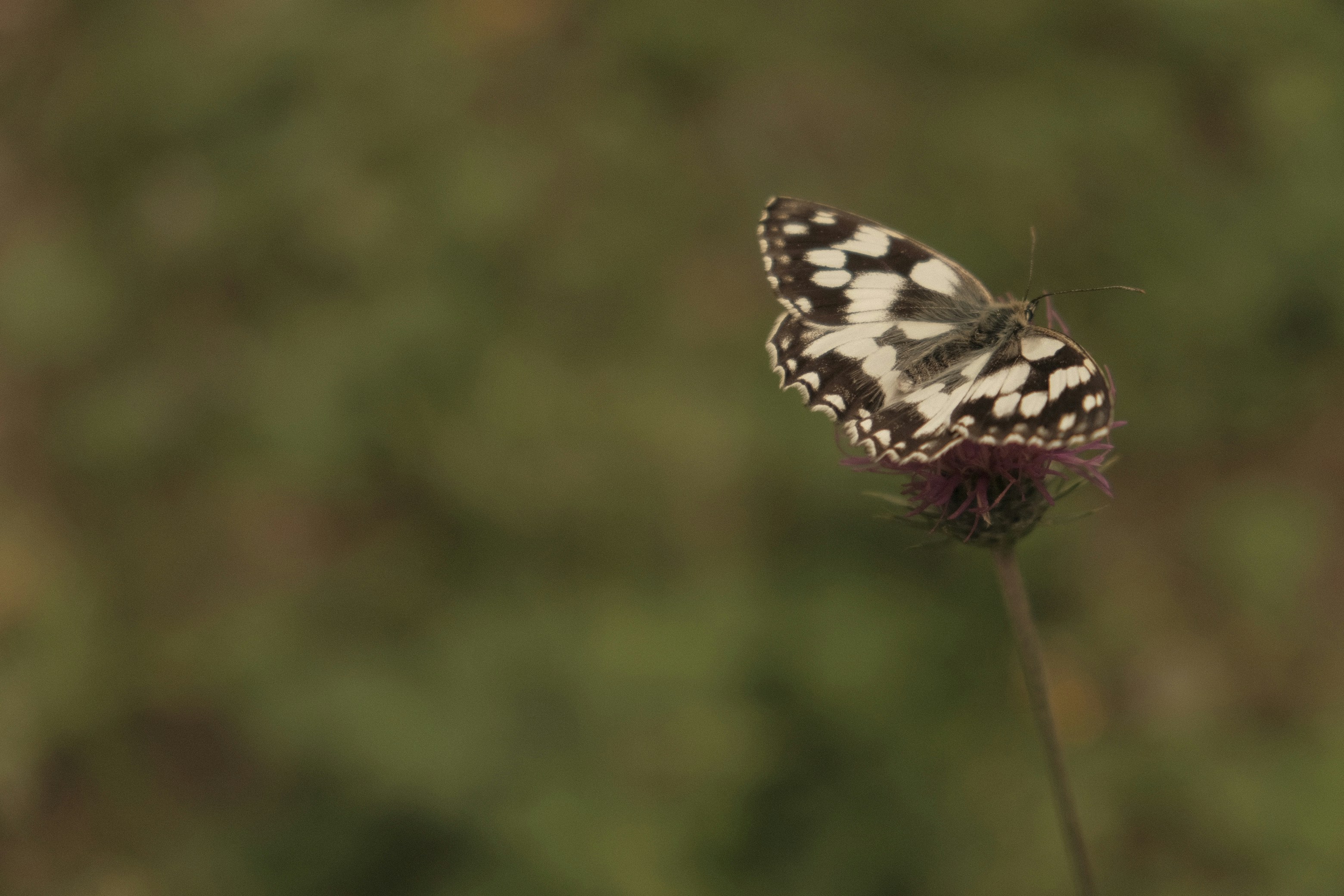 black and white butterfly perched on red flower in close up photography during daytime