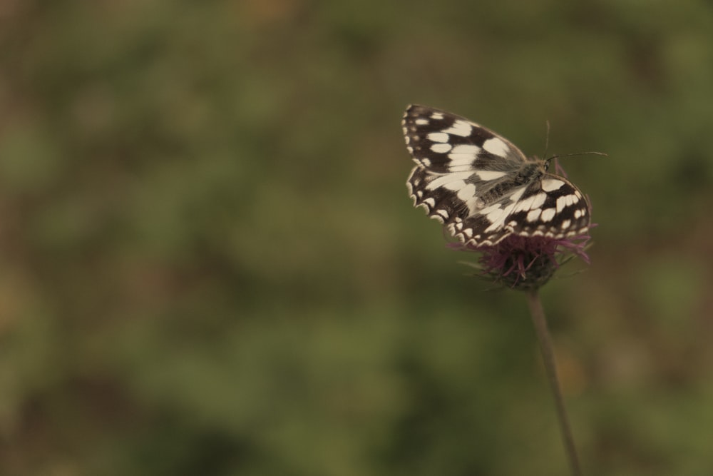 black and white butterfly perched on red flower in close up photography during daytime