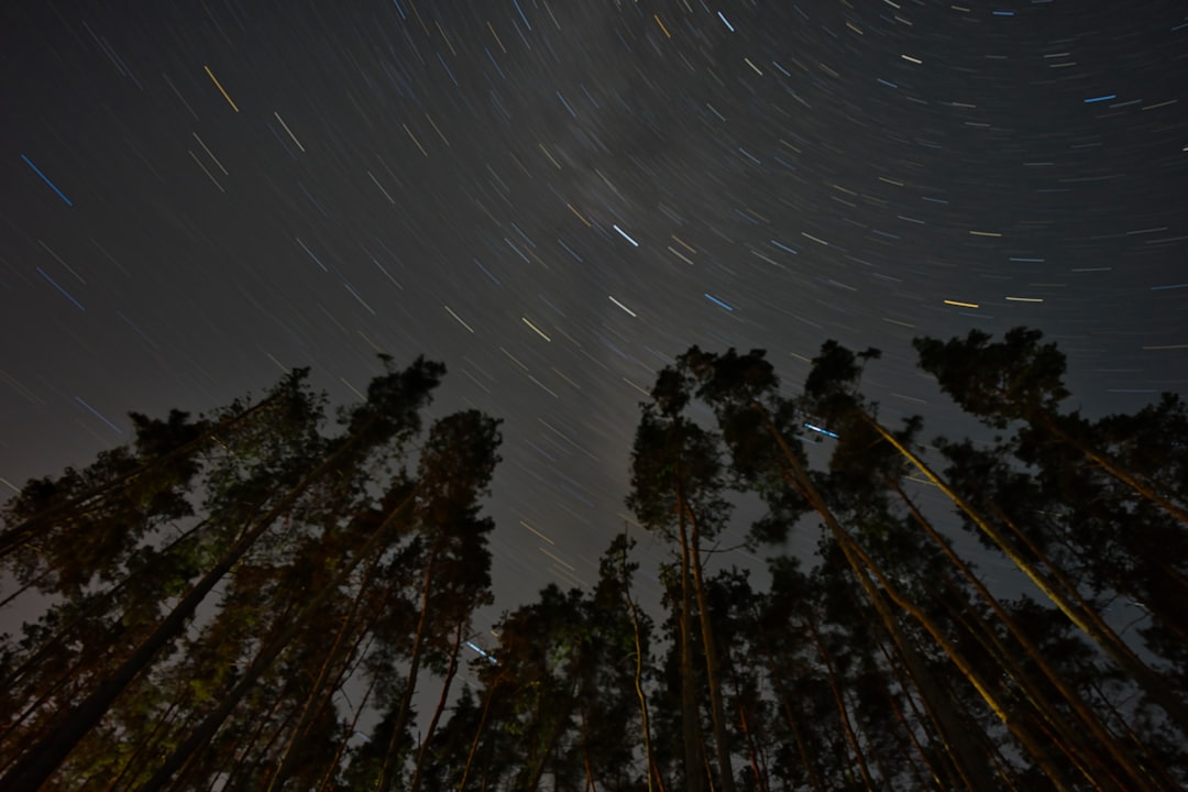 silhouette of trees during night time