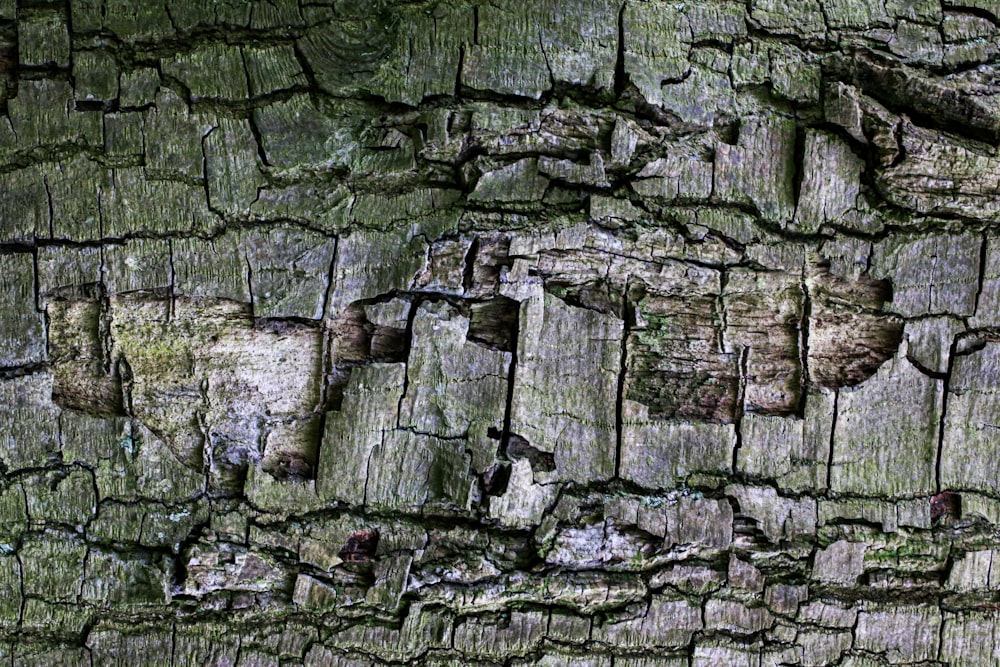 green moss on gray rock