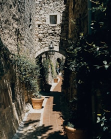 green plants on brown clay pots
