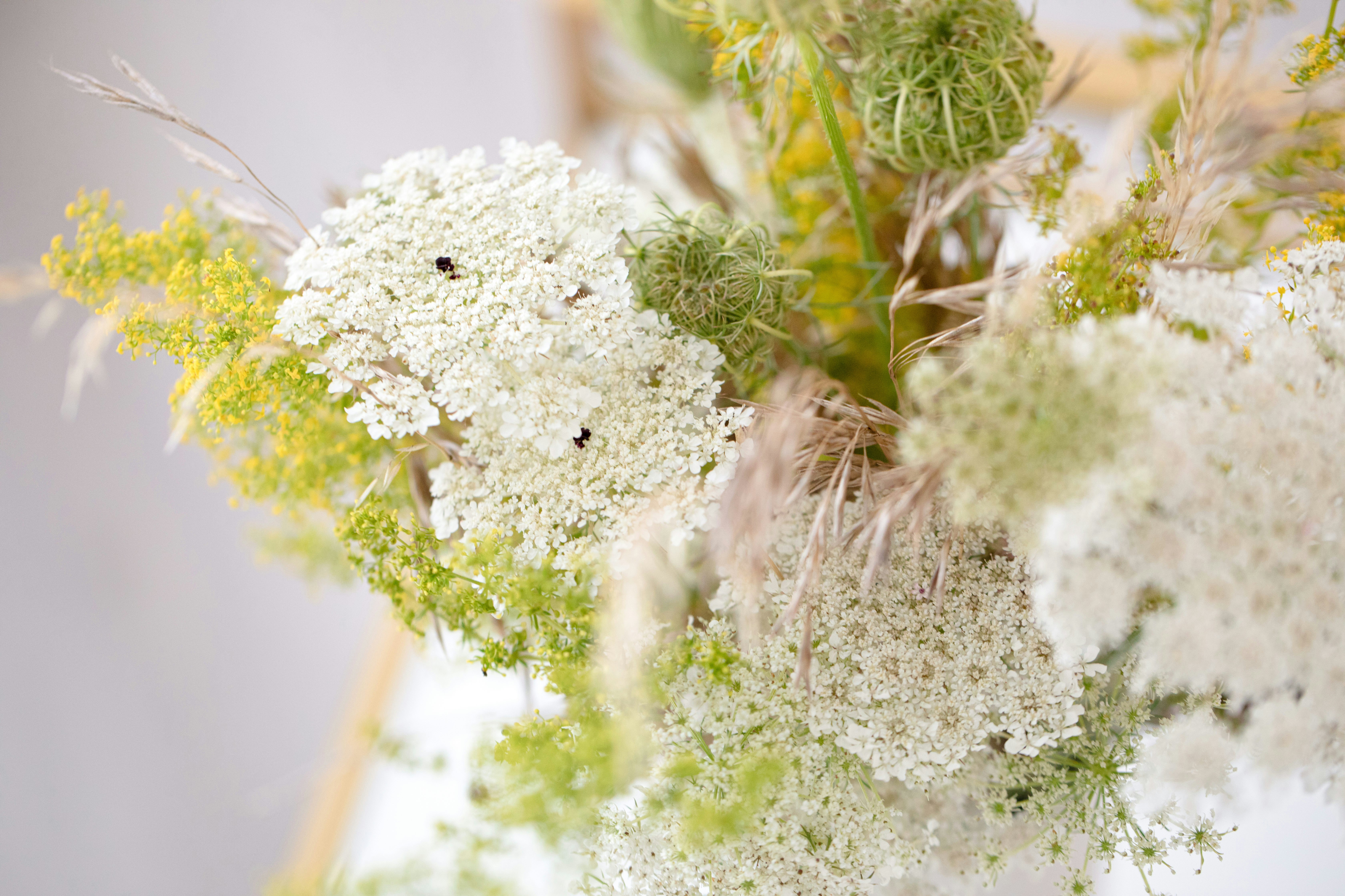 white flowers in tilt shift lens