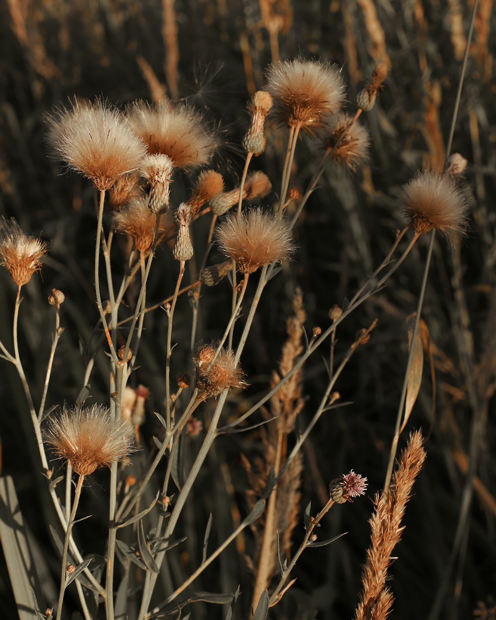 brown and white flower in close up photography