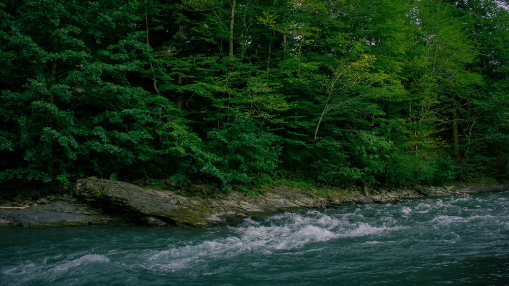 green trees beside body of water during daytime