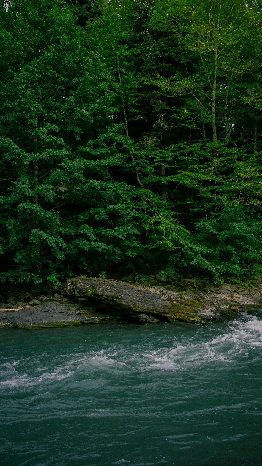 green trees beside river during daytime