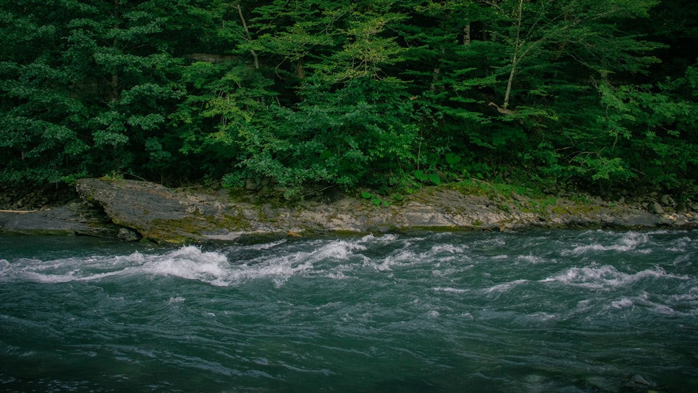 green trees beside body of water during daytime