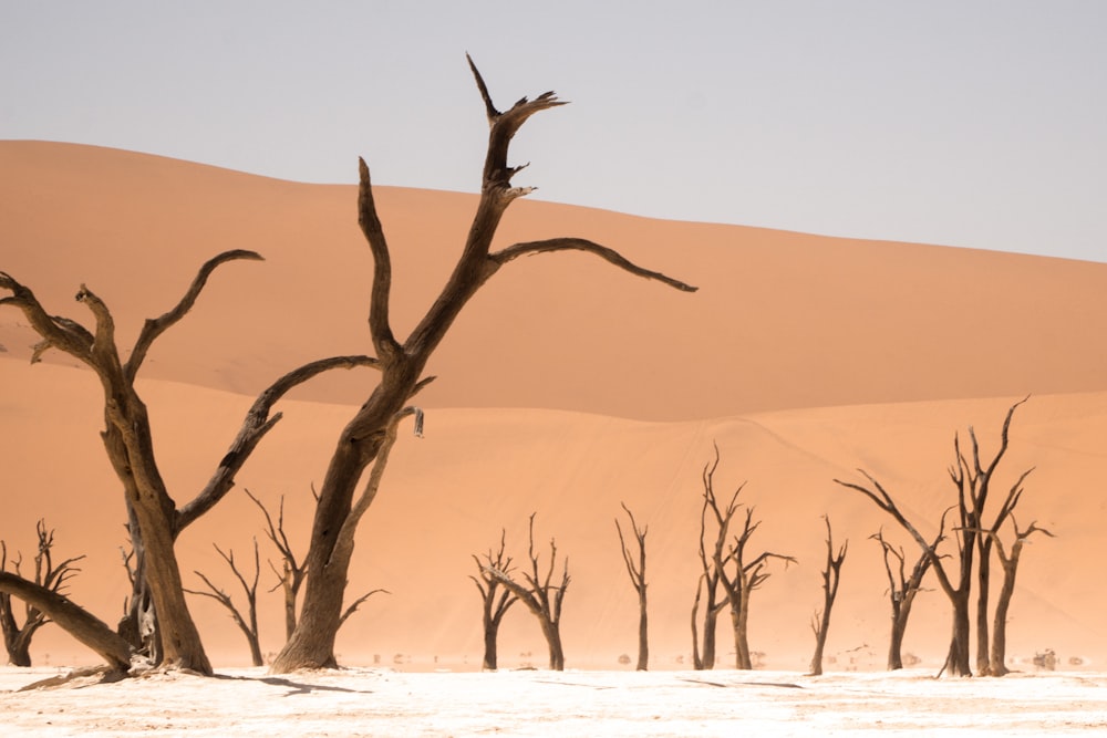 leafless tree on desert during daytime