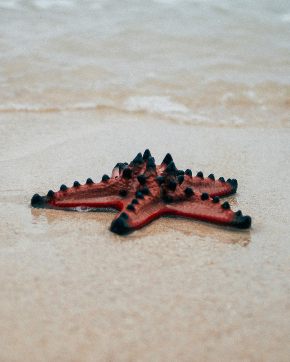 brown starfish on white sand