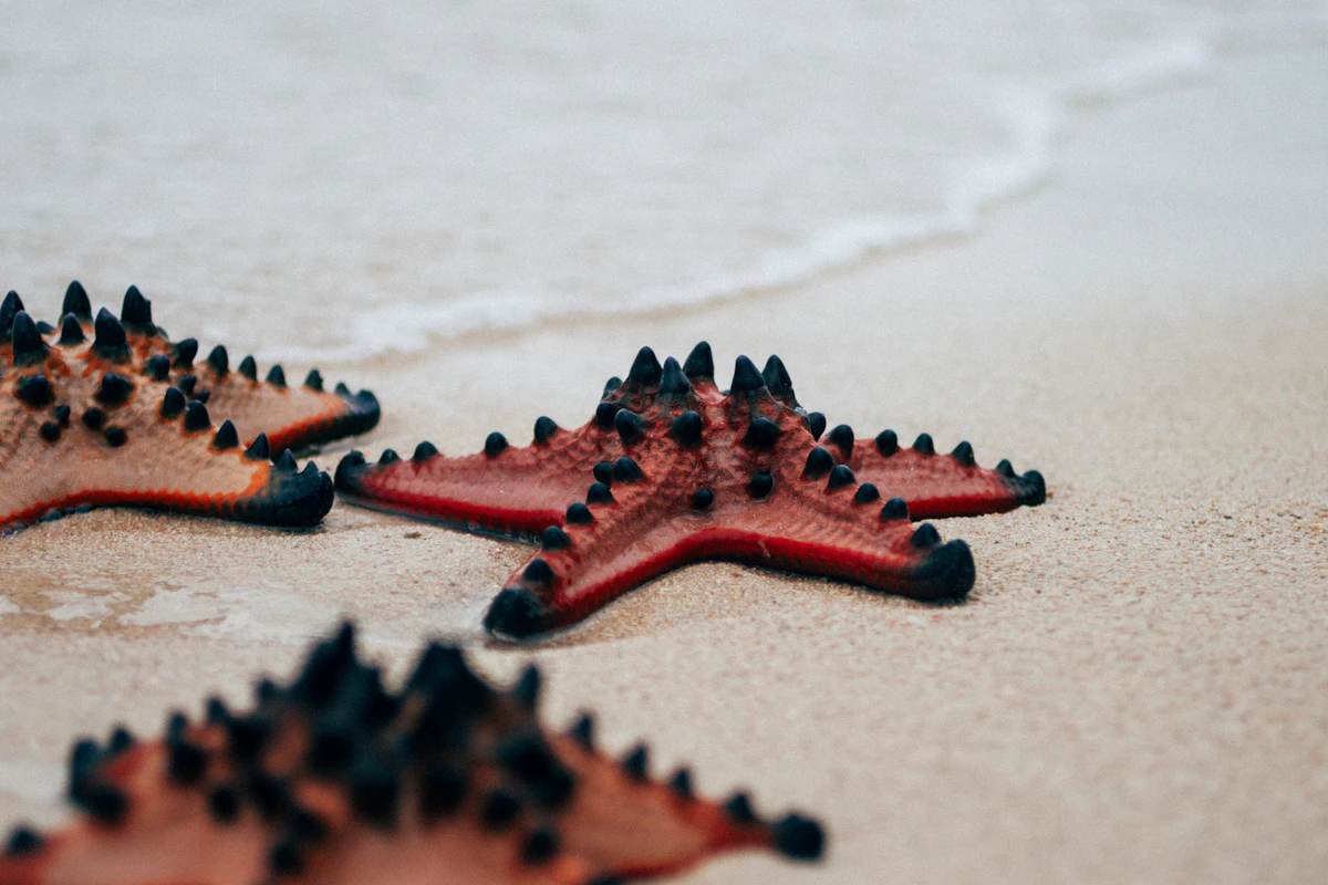 Blue Lagoon, Starfish & The Rock Snorkeling Tour