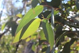 Close-up of eucalyptus leaves with sunlight filtering through.