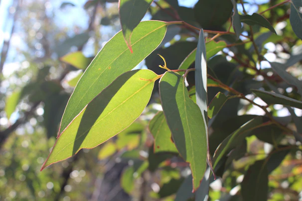 Bright eucalyptus leaves with morning light highlighting their texture.