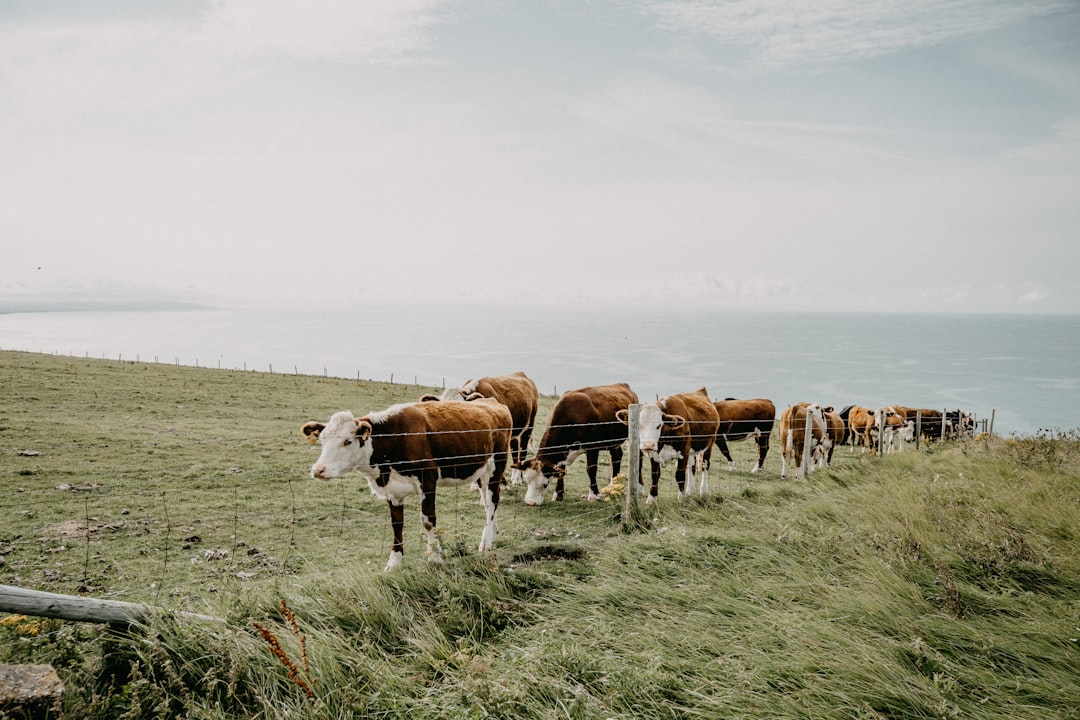 brown and white cow on green grass field during daytime