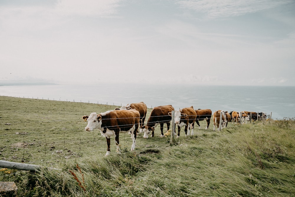 brown and white cow on green grass field during daytime