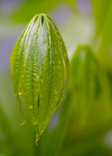 Close-up of delicate raindrops resting on a vibrant green leaf.