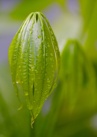 Close-up of delicate raindrops resting on a vibrant green leaf.