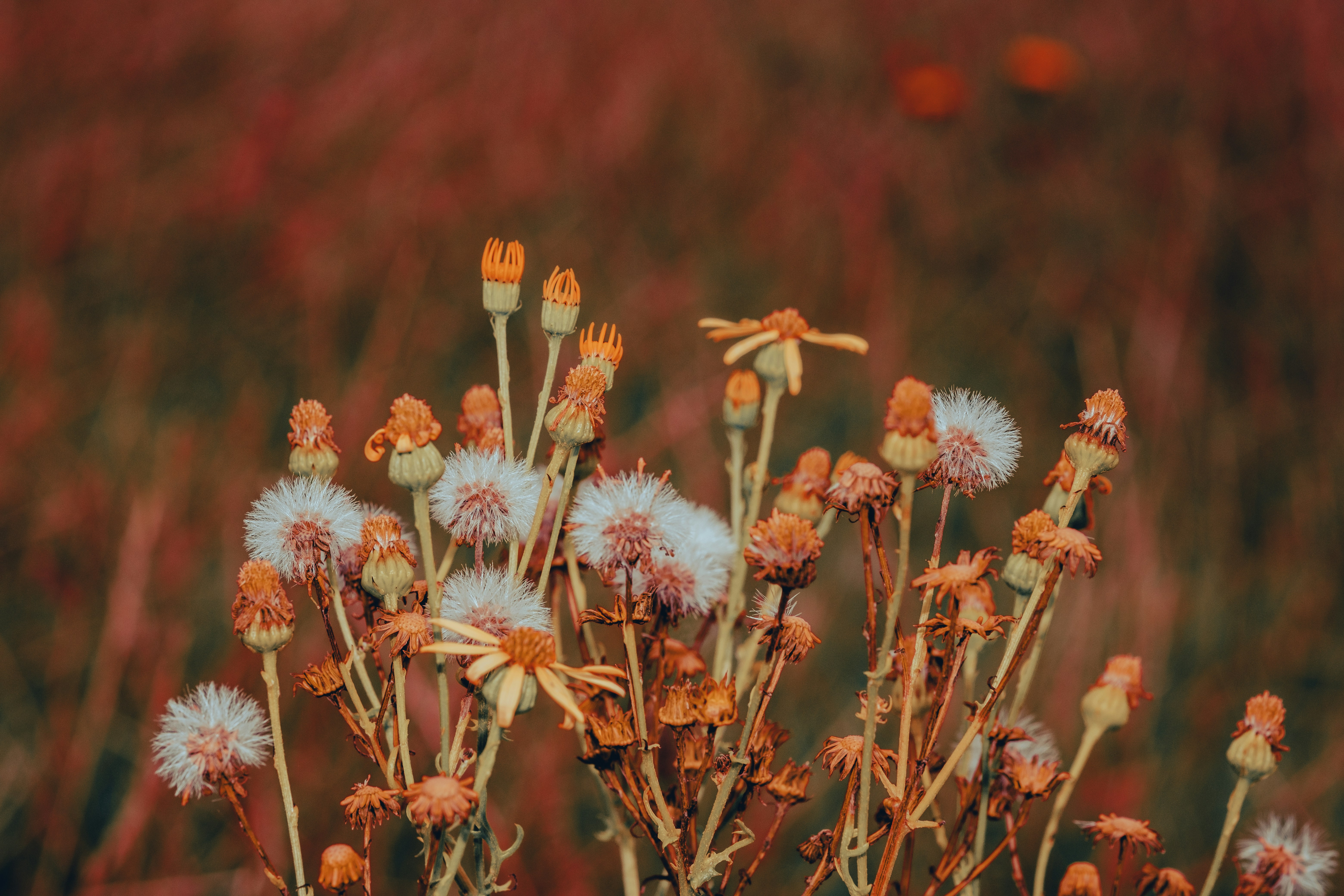 Photo by grievek1610begur