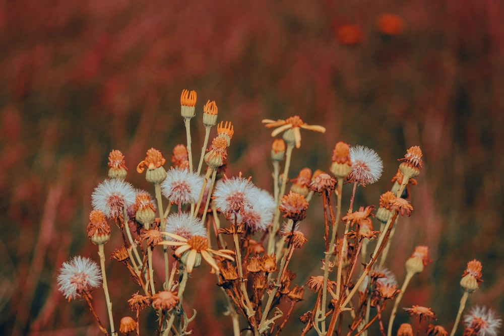 white and brown flowers in tilt shift lens