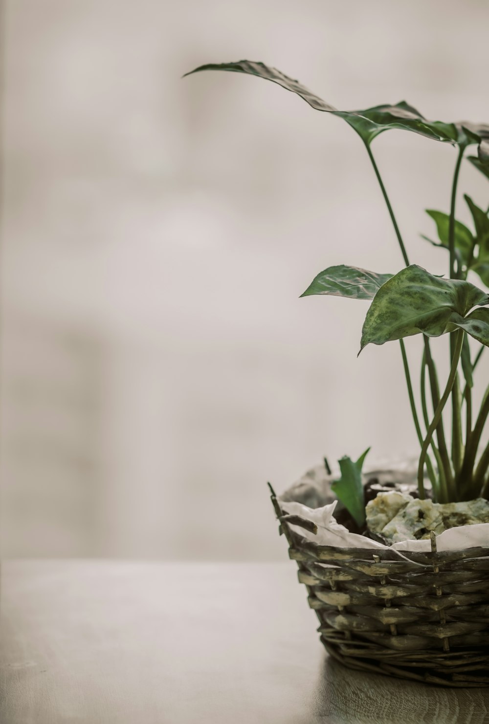 green plant on brown woven basket