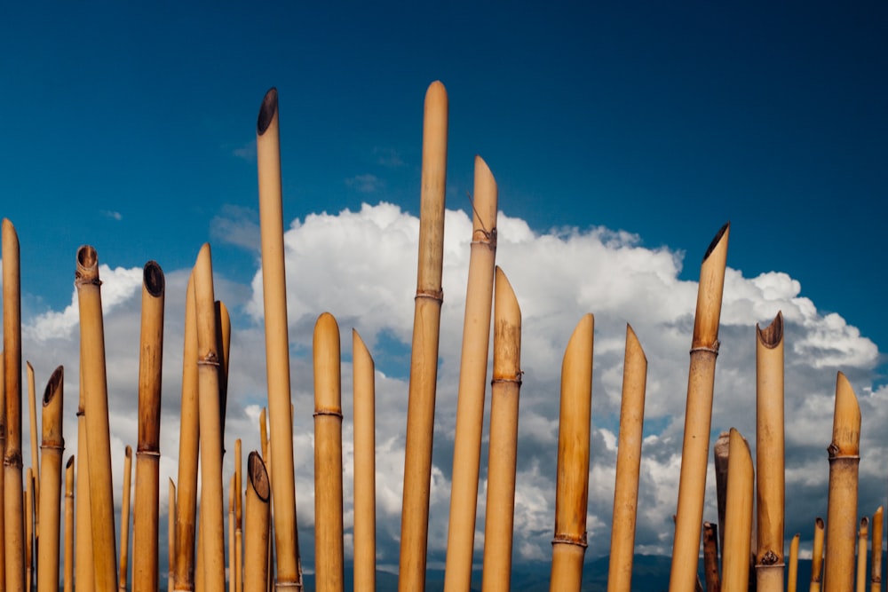 brown wooden sticks under blue sky during daytime
