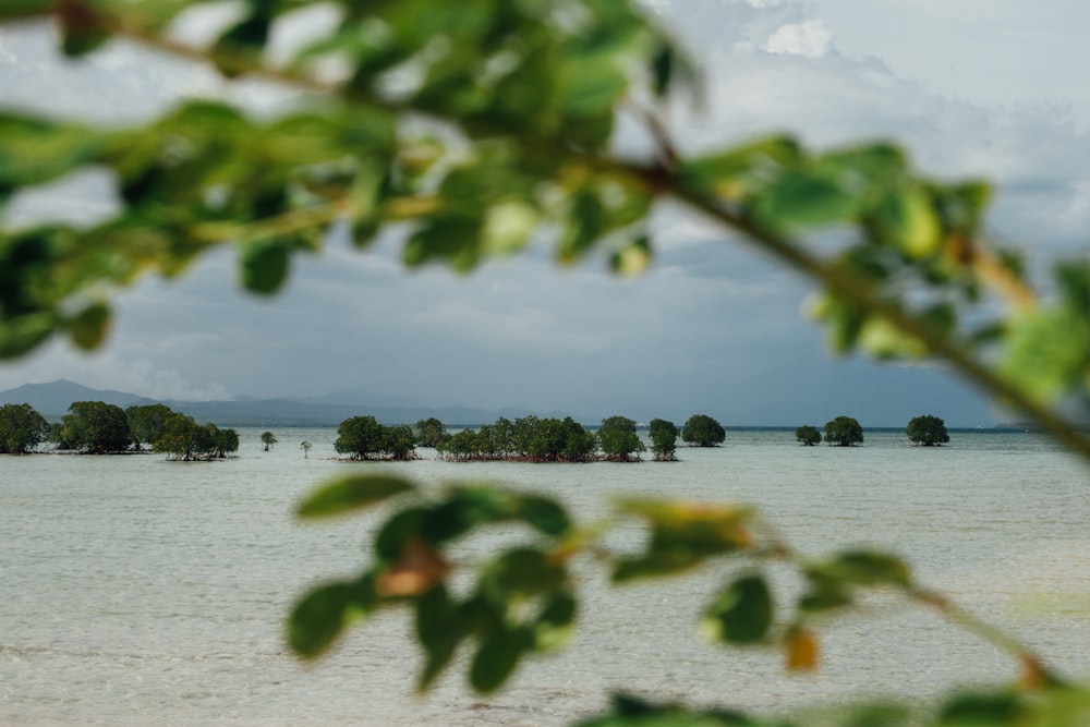 green leaves on body of water during daytime