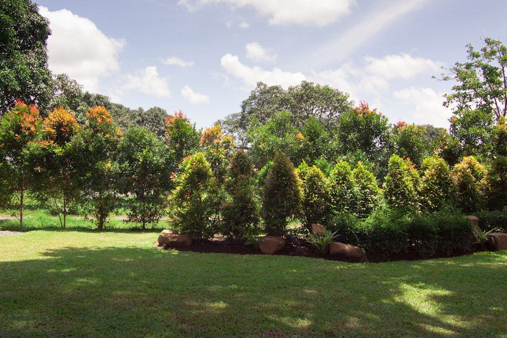 green grass field with trees during daytime