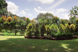 A lush garden featuring a row of vibrant green and orange-leaved bushes under a partly cloudy sky. The well-maintained grass lawn in the foreground is bordered by neatly shaped plants, indicating careful landscaping. The bright sunlight casts shadows of leaves and trees on the ground.