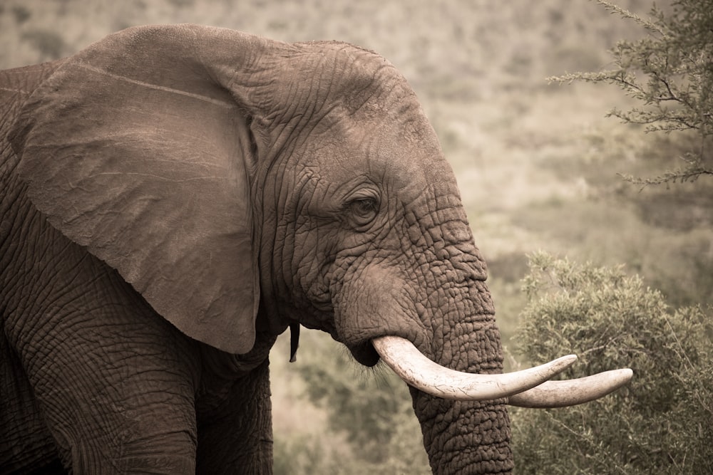 brown elephant on green grass during daytime