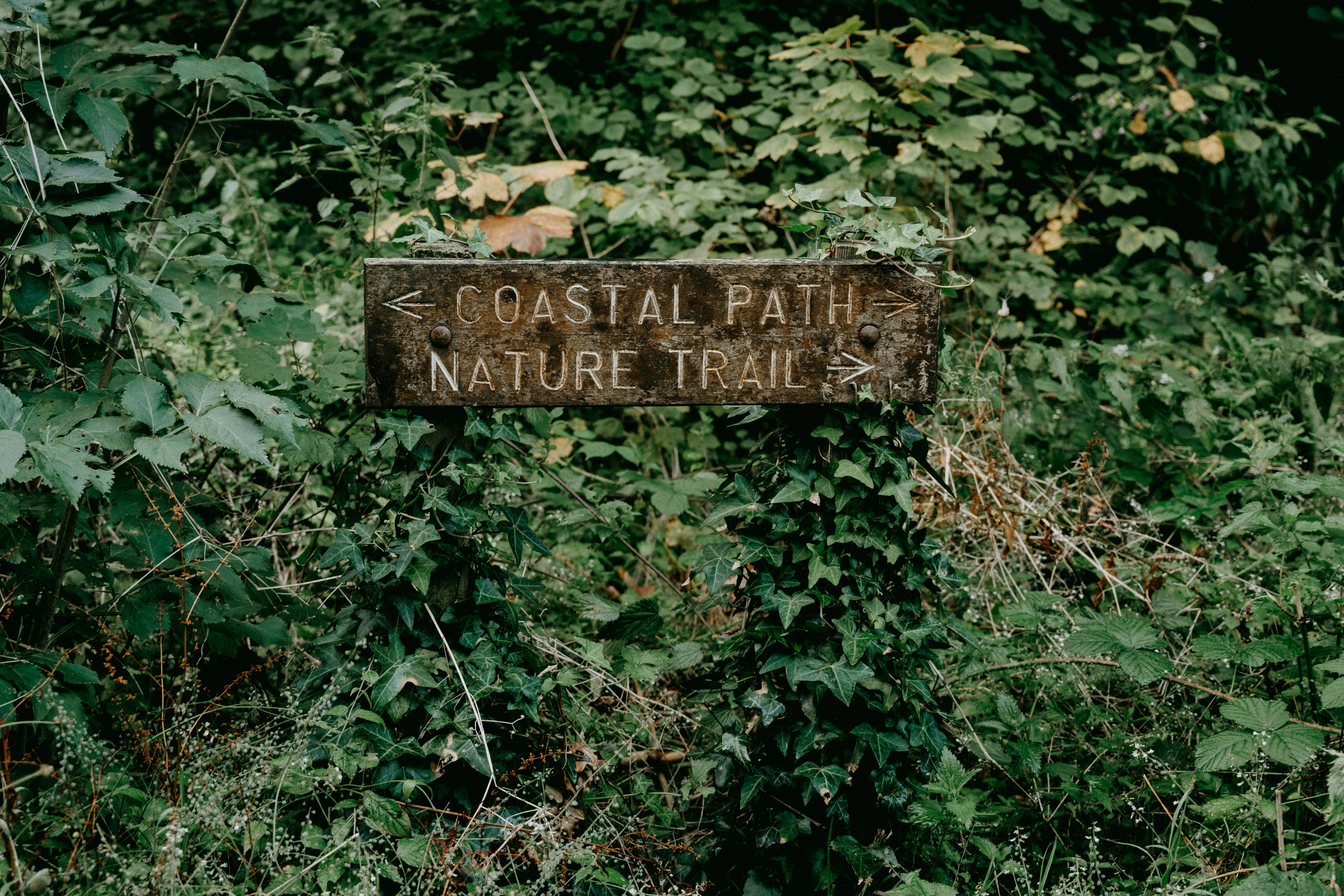 brown wooden signage on green plants