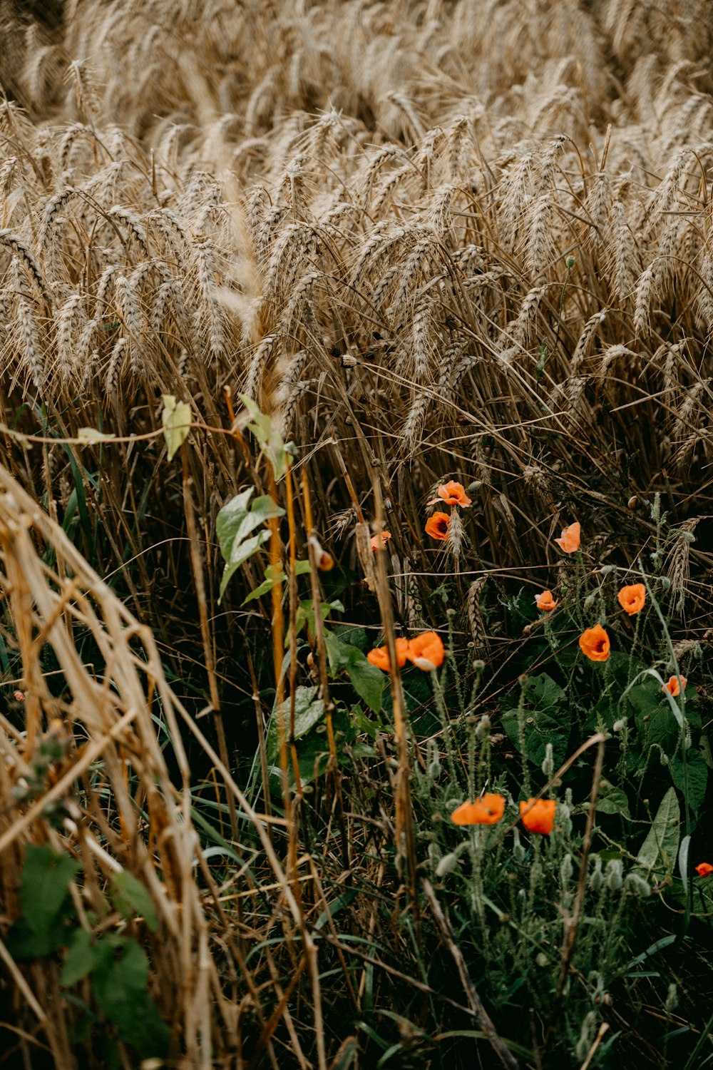 red flowers on brown grass field during daytime