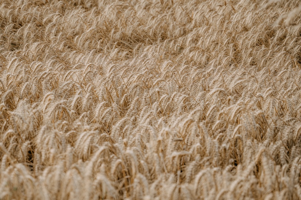 Brunisson du champ de blé pendant la journée