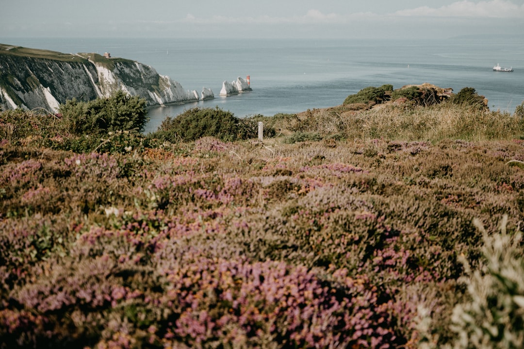 pink flower field near body of water during daytime