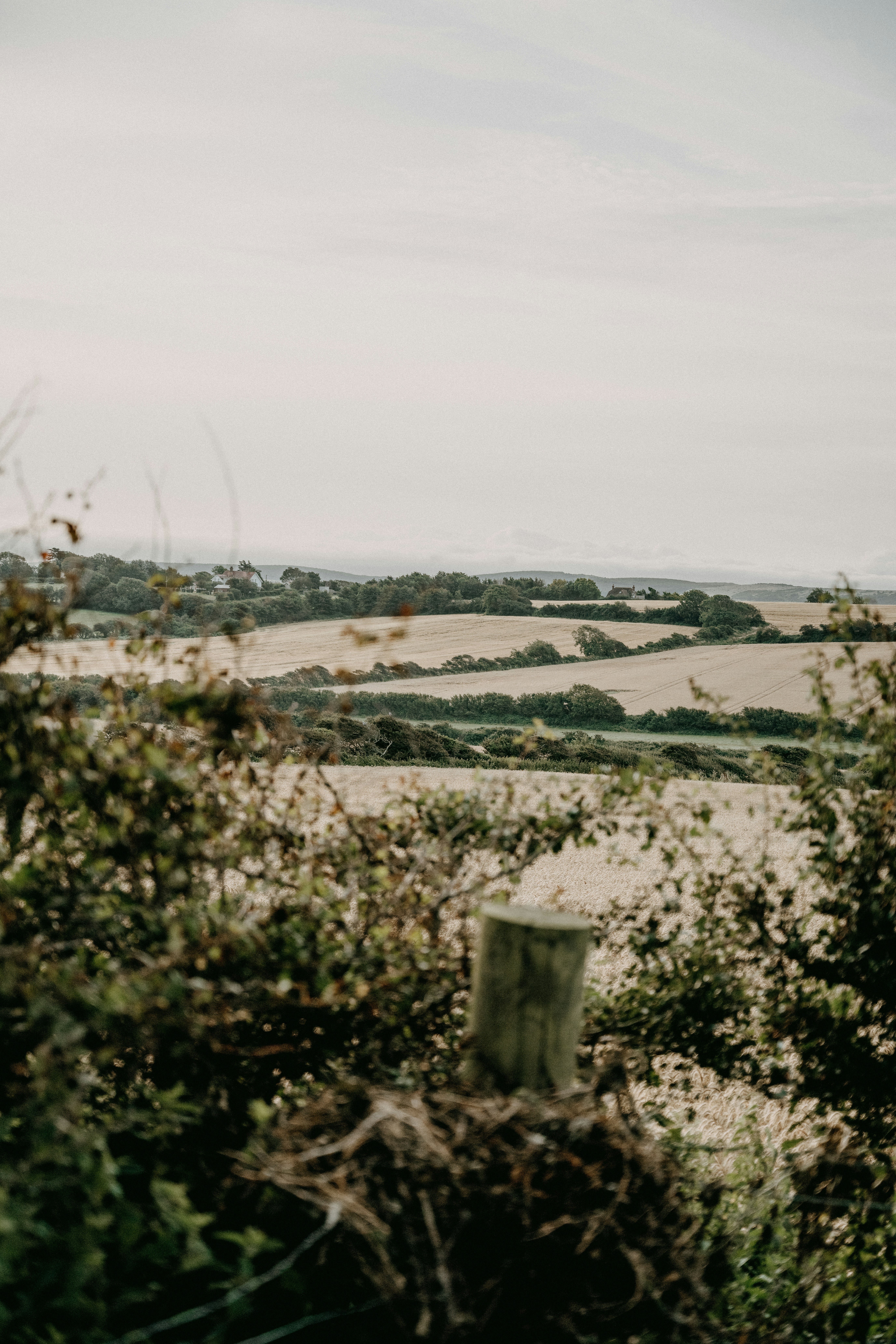 árvores verdes e campo de grama durante o dia
