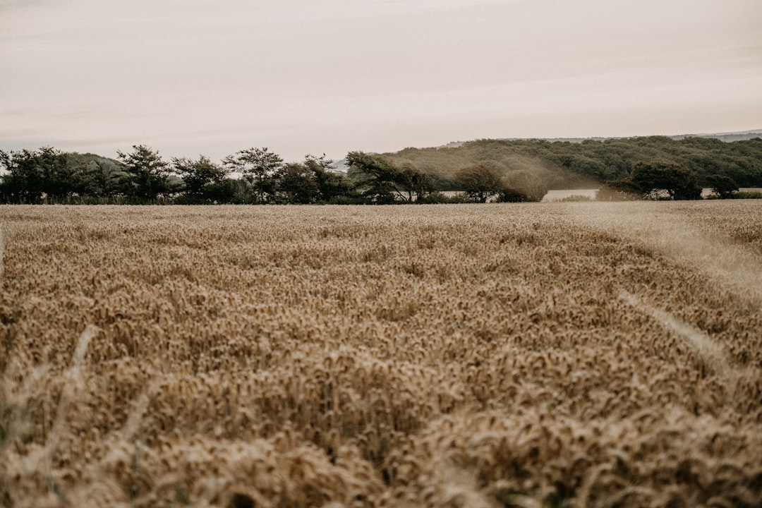 brown grass field near green trees during daytime