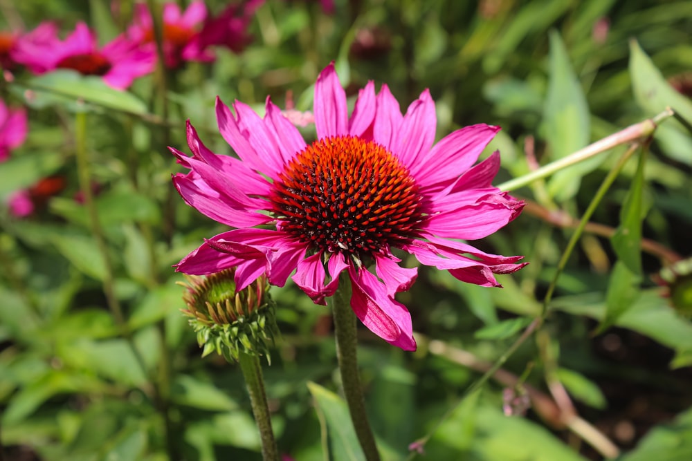 pink flower in tilt shift lens