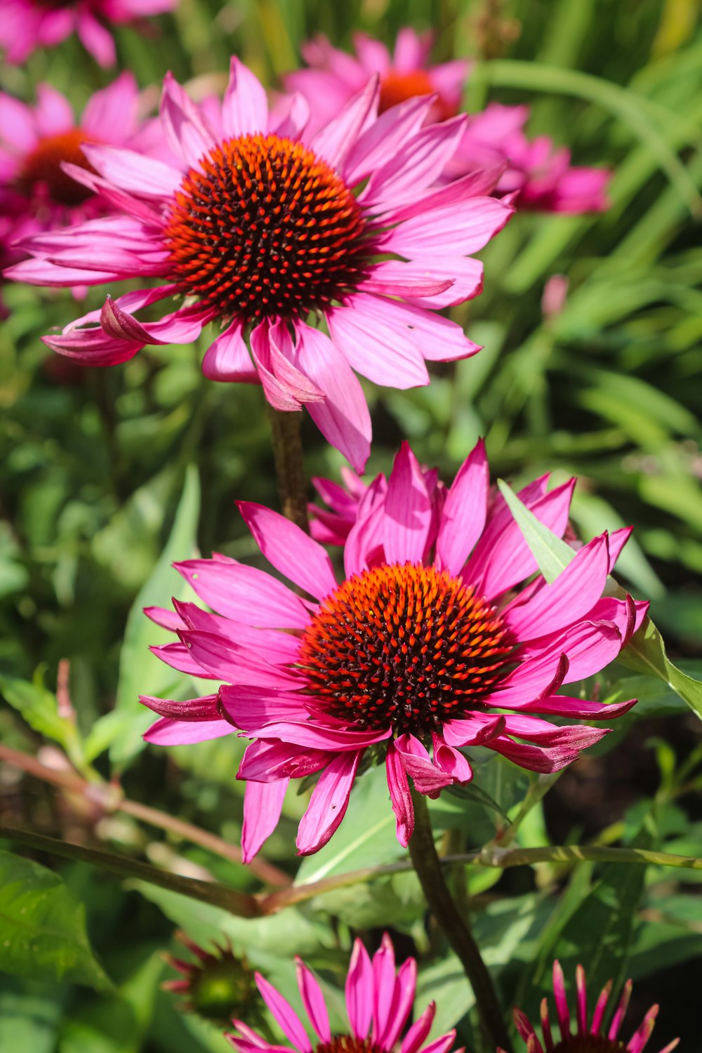 a close up of a bunch of pink flowers