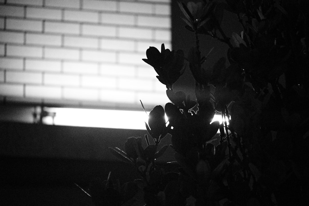 greyscale photography of plant near window