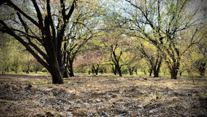 A serene meadow with fruit trees maintained with low pruning effort, illustrating the longevity of trees under Oeschbergschnitt.