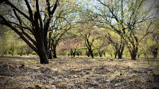 A serene meadow with fruit trees maintained with low pruning effort, illustrating the longevity of trees under Oeschbergschnitt.