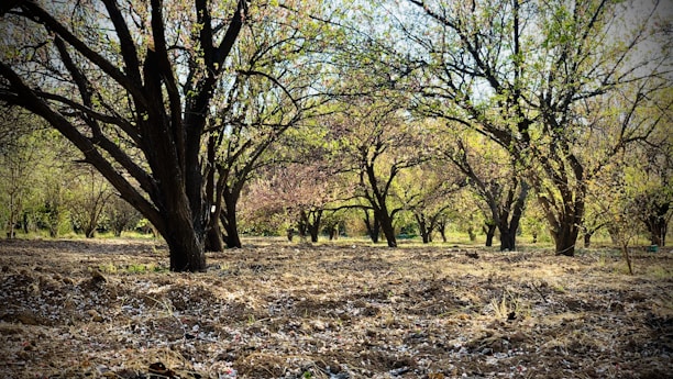 A serene orchard in Israel with hands gently tending to fruit trees during Shemita year.