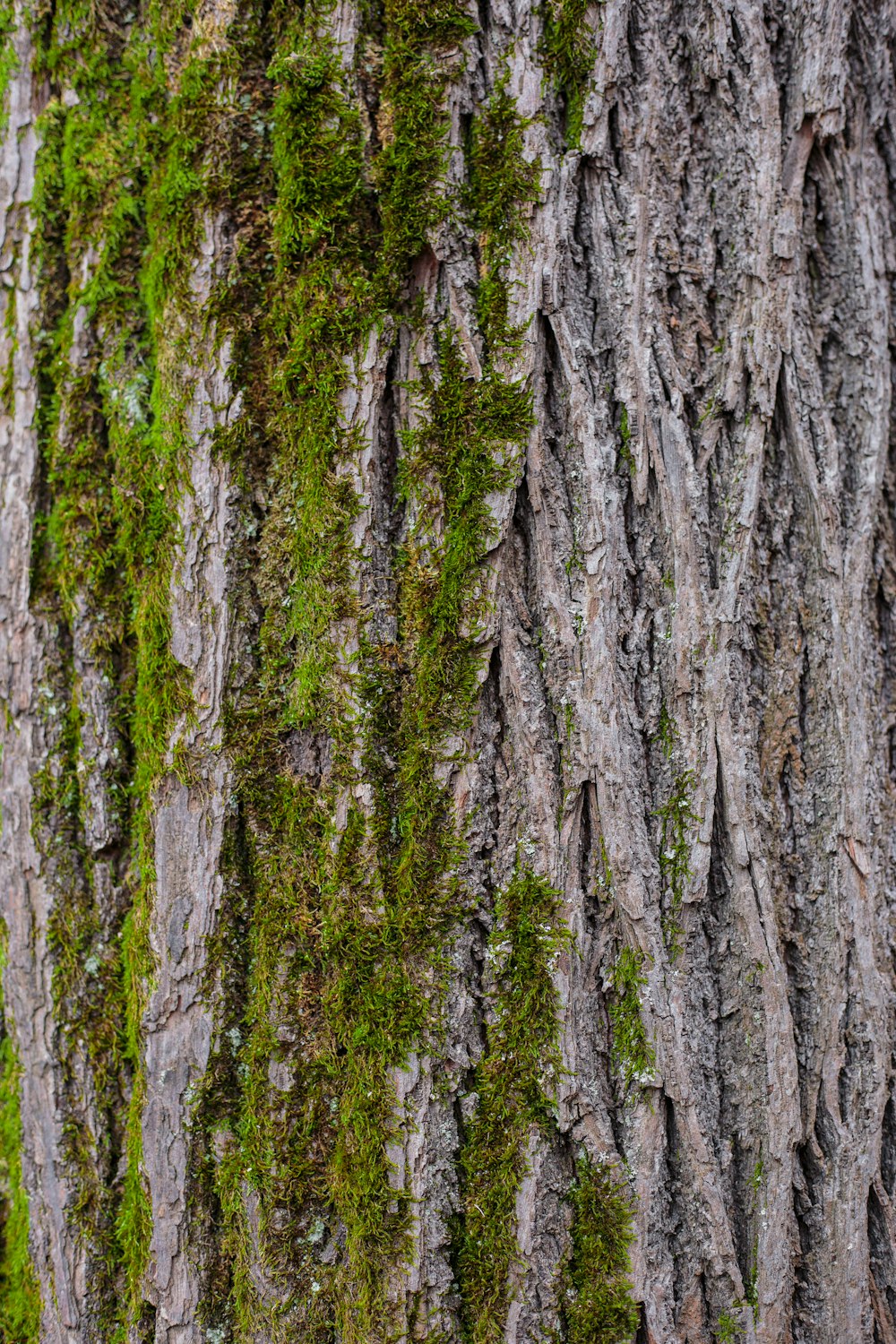 musgo verde en el tronco de un árbol marrón