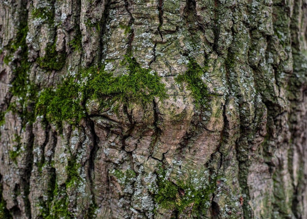 brown tree trunk with green moss