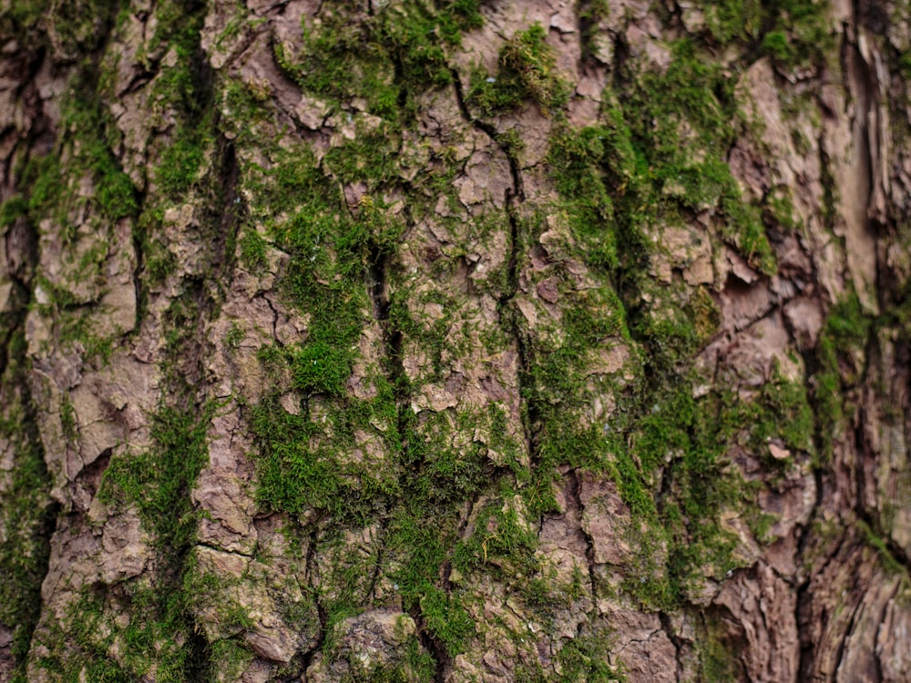 green moss on brown tree trunk