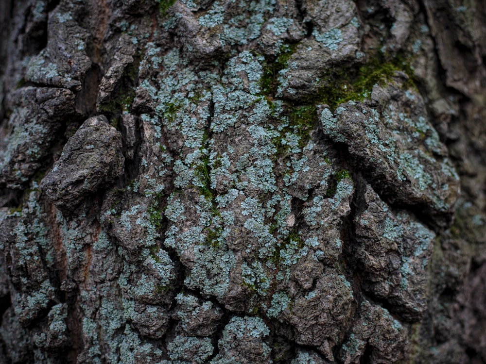 brown and green tree trunk