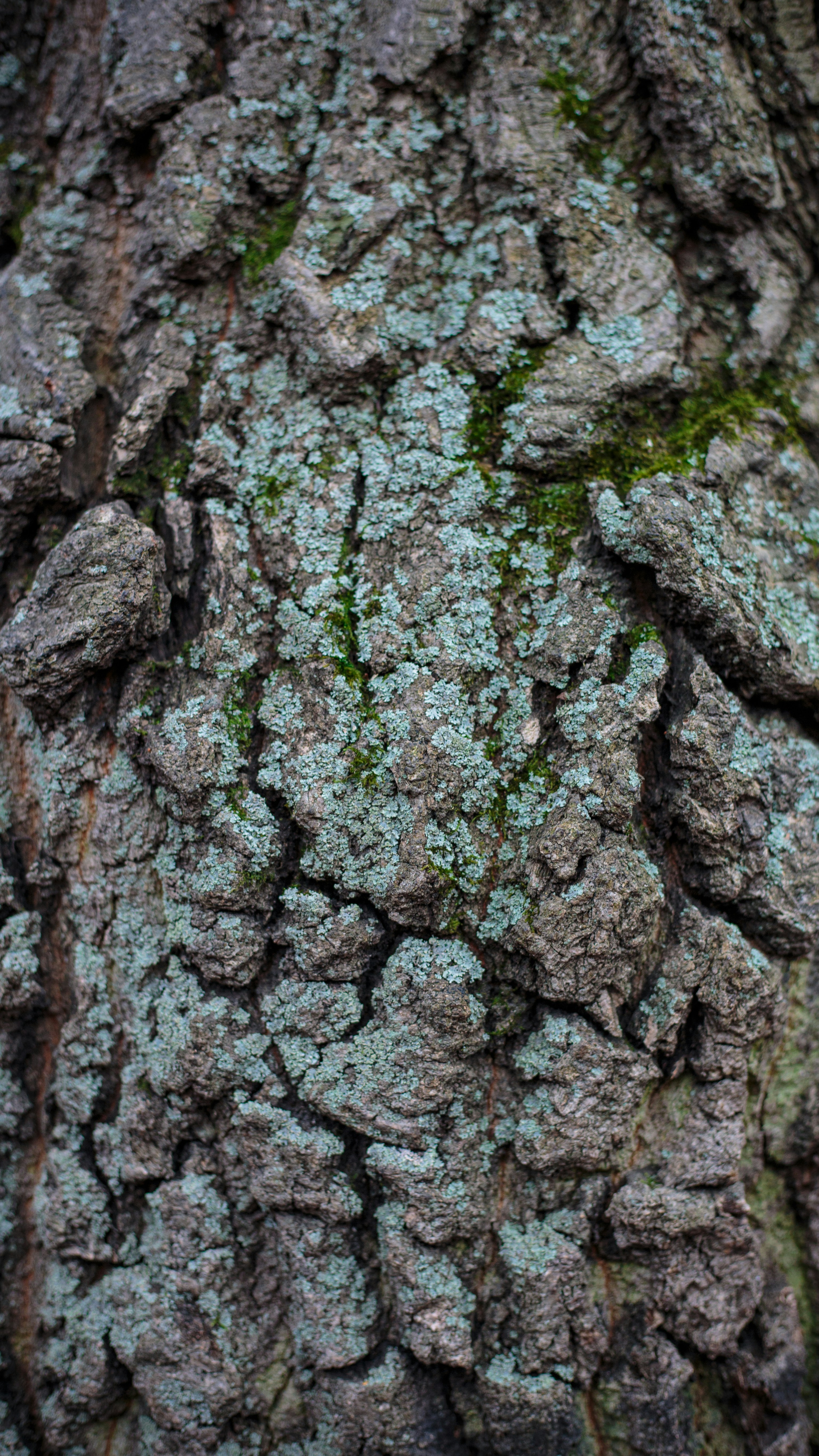 brown and green tree trunk