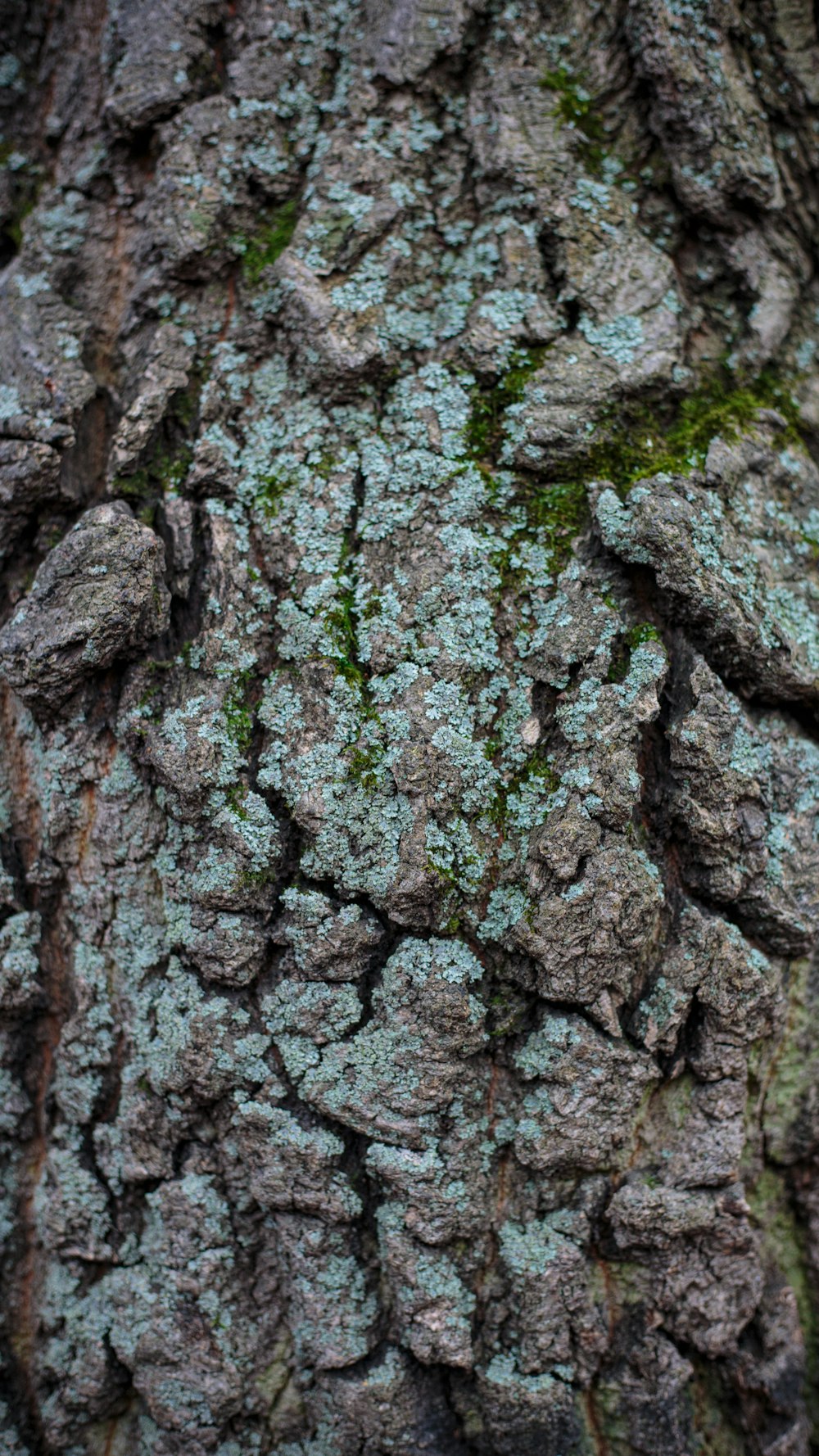 tronco de árbol marrón y verde