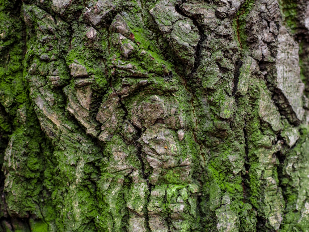 a close up of the bark of a tree