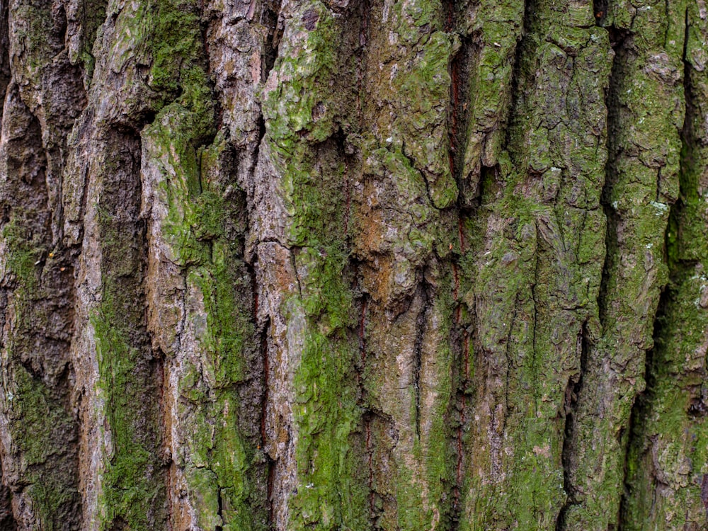 tronco de árbol marrón y verde