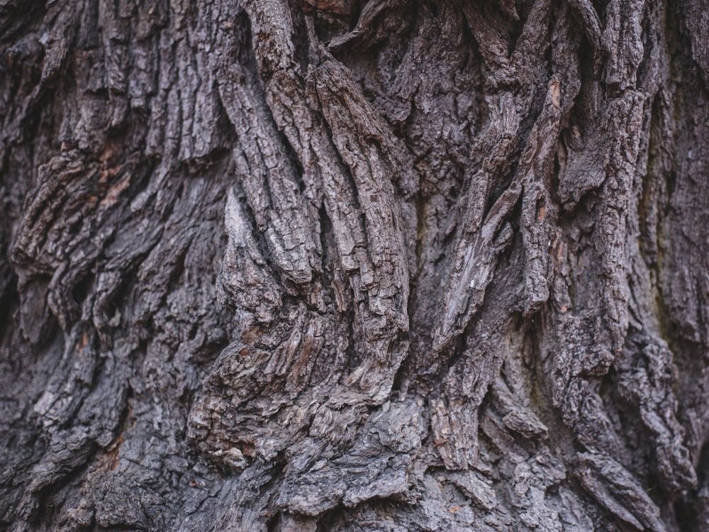 tronco de árbol marrón y gris
