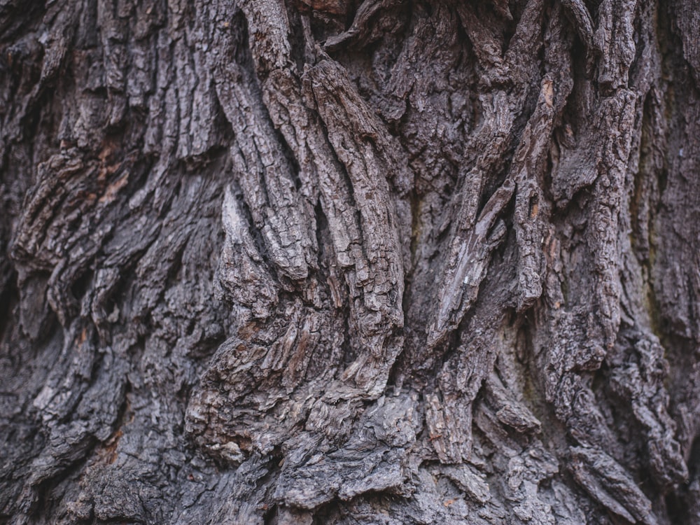 brown and gray tree trunk