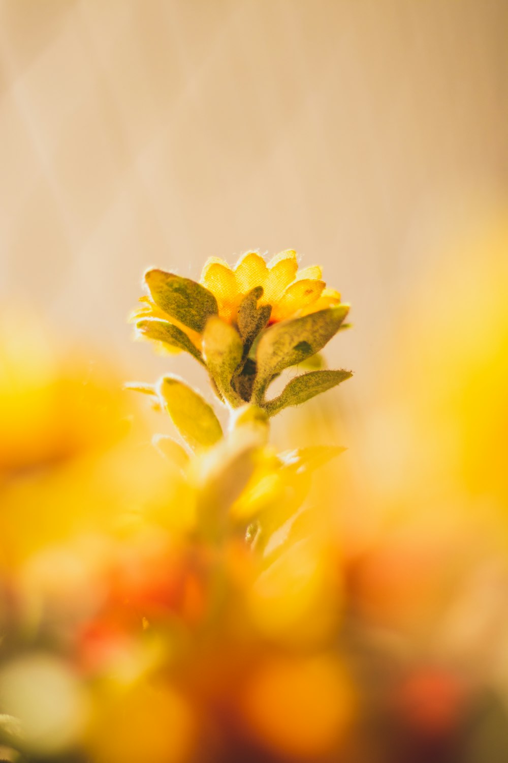 flor amarilla en lente de cambio de inclinación